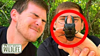 BITTEN by a GIANT STAG BEETLE