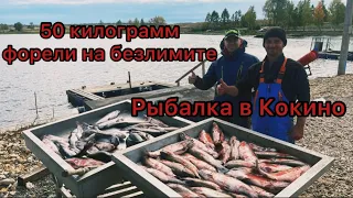 ЛОВЛЯ форели  НА безлемите наловили мешок  РЫБАЛКА в КОКИНО