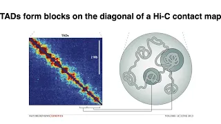 MCB 182 Lecture 10.6 - Topologically associated domains (TADs), A/B compartments