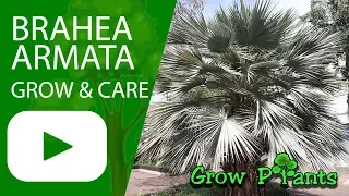 Brahea armata - grow & care (Mexican blue palm)