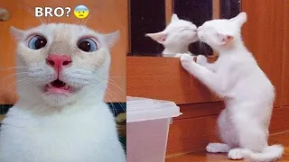 Funny animals - Funny cats / dogs - Funny animal videos | Cute Aww #116