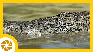 PHOTOGRAPHING a NILE CROCODILE on the CHOBE RIVER. Botswana. Wildlife Photography. Canon.