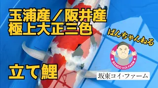 ［坂東コイ・ファーム］ばんちゃんねる　立て鯉を紹介します！　玉浦産・阪井産大正三色　#koi #koifish #錦鯉