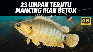 23 UMPAN TERJITU MANCING IKAN BETOK / BETIK / PUYU / PAPUYU NIH BOSKU! 4K