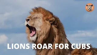 Lions Roar for Cubs (loudest and most powerful roar in Africa)