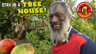 I'm Staying in a Mango TREE HOUSE! Prince Valley Guesthouse, Jamaica 🥭