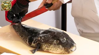 Giant puffer fish processing process at restaurant  Processing Factory