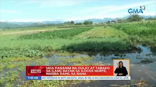 Mga pananim na gulay at tabako sa ilang bayan sa Ilocos Norte, nasira dahil sa baha | UB