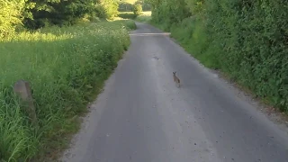 Funny Bunny and a motorcyclist - DukaDuke