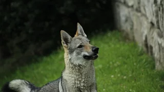 Mit dem Wolfhund durch Wien #1