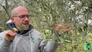 Potatura Olivo: Riconoscimento dei Rami Fruttiferi