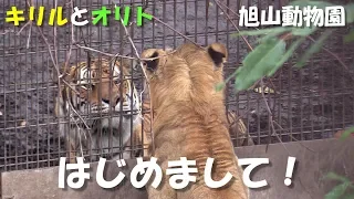 【ライオンとアムールトラ】初めまして！（旭山動物園）Lion & Siberian tiger