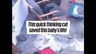 Cat saved baby from falling  - Real Footage