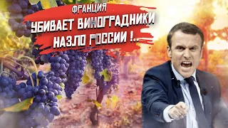 Макрон озверел! Уничтожил виноделие, лишь бы нагадить Путину!