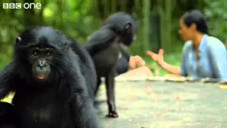 Making a Bonobo laugh   Animals in Love  Episode 1   BBC One clip16