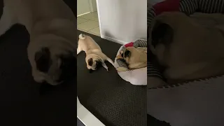 Pugs at play 😂