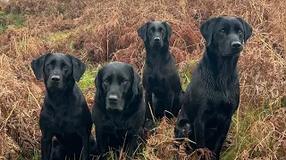 Picking up with a team of Labrador Retrievers during a busy drive of Pheasant & Partridge #gundog