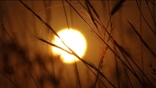 Wild Grass Sunrise Time Lapse - Royalty Free Nature HD Stock Video Footage.