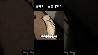 집에가기 싫어서 땡깡부리는 아기 강아지 ;;