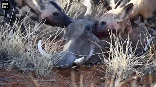 African Wild Dogs Attack and Eat Warthog - Animal Fighting | ATP Earth