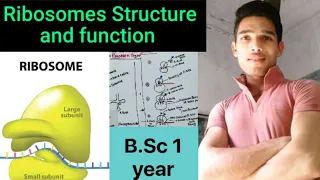Ribosomes structure and function