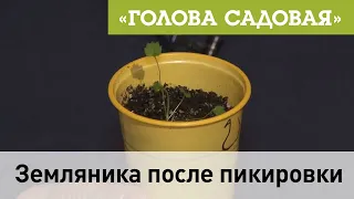 Голова садовая - Земляника после пикировки