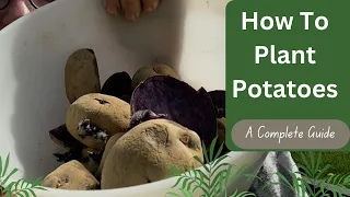 Potato Planting Guide 101 - The Basics