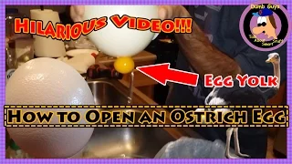 Hilarious Disgusting Ostrich Egg Opening!