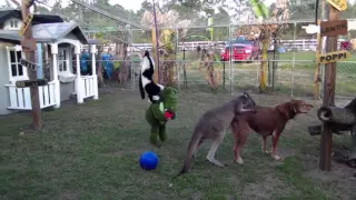 KANGAROO  RIDES A DOG AND BOXES A HIPPO