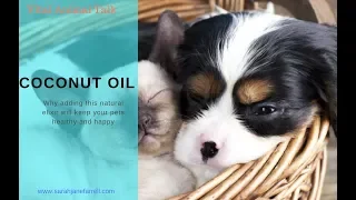 The benefits of coconut oil for your pets health