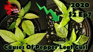 CAUSES OF PEPPER LEAF CURL and Chilli Leaf Curl Treatment
