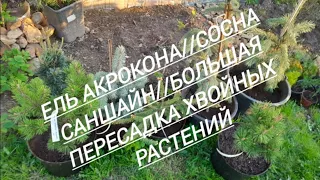 130 #Ель Акрокона//Сосна Саншайн//Большая пересадка хвойных растений//02.05.24🌲🌲🌲