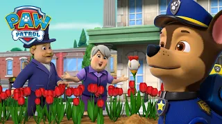 La recherche de la tulipe de poulet rare et plus encore ! - PAW Patrol dessins animés pour enfants