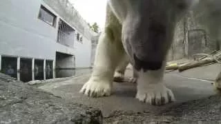 Polar bear crunch cam