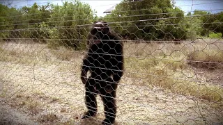 人間のように立つしかできず……ペットにされた絶滅危機のチンパンジー