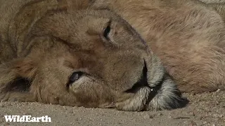 WildEarth - Sunset  Safari - 10 June 2022