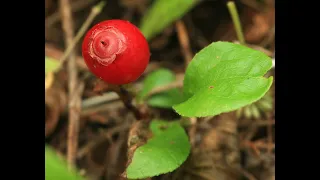 КЛОПОВКА - самая ценная ягода Сахалина!