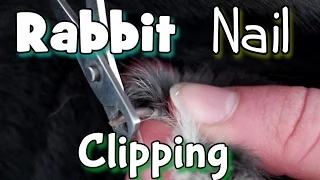 How to Clip/Cut Your Rabbits Nails