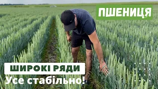 Широкорядний посів пшениці у фермерському господарстві Бондарчук