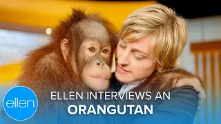 Ellen Interviews an Orangutan!