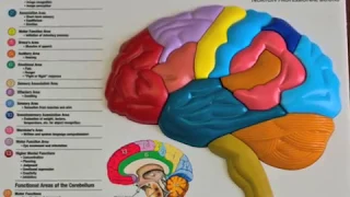 Brain Model & Puzzle