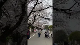 Sakura in a huge cemetery in Tokyo