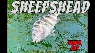 None stop sheepshead and Drum action in TAMPA BAY