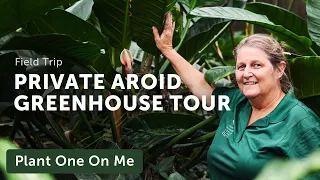 3,700 AROIDS in One Greenhouse! Anthurium, Philodendron & More: Part 1 — Ep. 261
