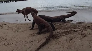 Two komodo dragon attack the deer on the beach (part 2)