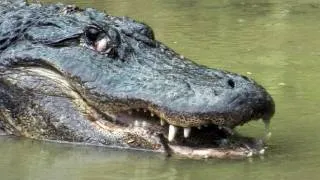 Python vs Alligator 03 -- Real Fight -- Python attacks Alligator