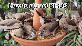 How to attract Sparrows/ Birds.   #WorldSparrowDay #sparrows #sparrowsofinstagram #savesparrows