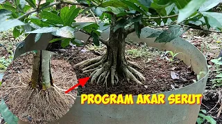 PROGRAM AKAR SERUT TAHAP AWAL