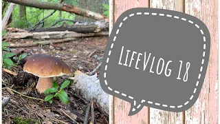 LifeVlog 18 . Очень домашний влог . Выращиваем грибы .