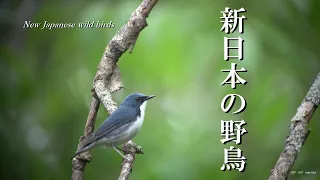 新日本の野鳥